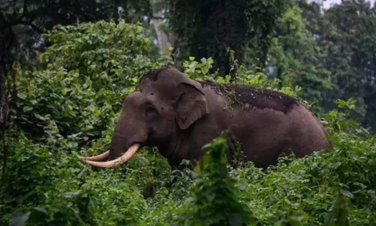 ഇടുക്കിയില് കാട്ടാന ആക്രമണത്തില് യുവാവ് കൊല്ലപ്പെട്ടു ഇടുക്കിയില് കാട്ടാന ആക്രമണത്തില് യുവാവ് കൊല്ലപ്പെട്ടു
