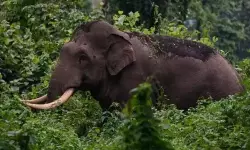 അരിക്കൊമ്പനെ ഇന്ന് തുറന്ന് വിടരുത്; മദ്രാസ് ഹൈക്കോടതി; കേരളത്തിന് കൈമാറാന്‍ ഹരജി