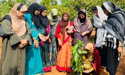 പരിസ്ഥിതി ദിനത്തില്‍ വൃക്ഷ തൈകള്‍ നട്ടു; സല്‍മ ടീച്ചര്‍ക്ക് വനിതാ ലീഗിന്റെ കൈയ്യെപ്പ്