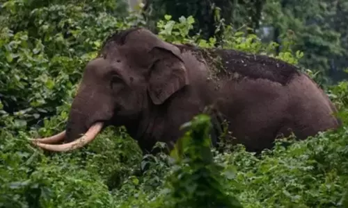 വയനാട്ട് മേപ്പാടിയില്‍ കാട്ടാനയുടെ ആക്രമണം; തോട്ടം തൊഴിലാളി മരിച്ചു