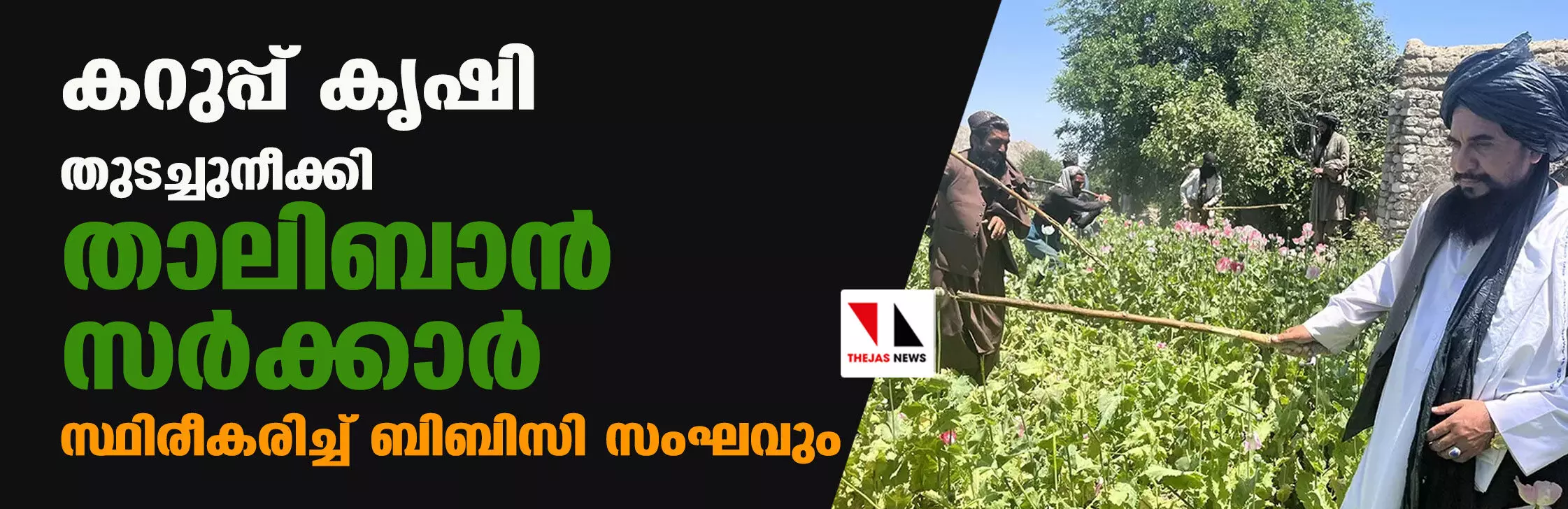 കറുപ്പ് കൃഷി തുടച്ചുനീക്കി താലിബാന്‍ സര്‍ക്കാര്‍; സ്ഥിരീകരിച്ച് ബിബിസി സംഘവും