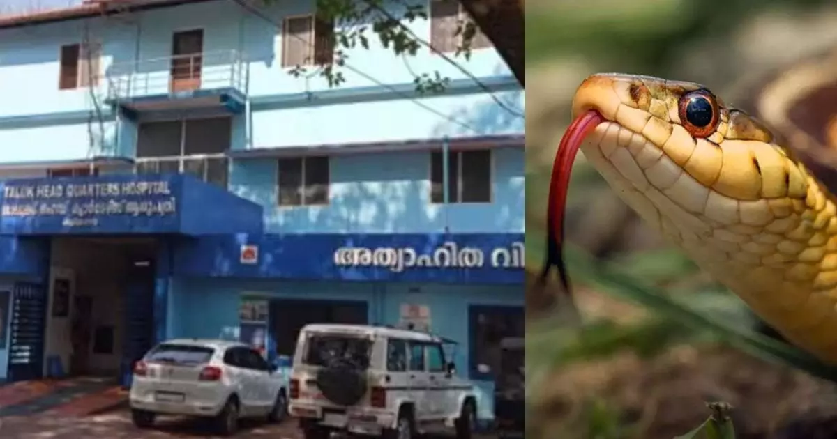 തളിപ്പറമ്പ് താലൂക്ക് ആശുപത്രിയില്‍ രോഗിക്ക് കൂട്ടിരിക്കാന്‍ വന്ന സ്ത്രീയെ വിഷപ്പാമ്പ് കടിച്ചു