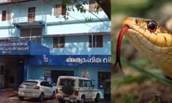 തളിപ്പറമ്പ് താലൂക്ക് ആശുപത്രിയില്‍ രോഗിക്ക് കൂട്ടിരിക്കാന്‍ വന്ന സ്ത്രീയെ വിഷപ്പാമ്പ് കടിച്ചു