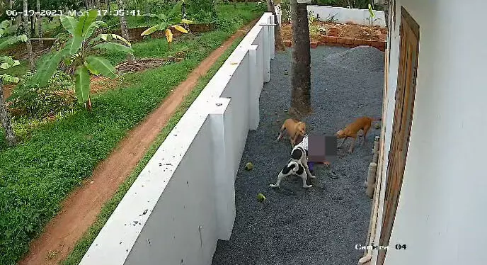 കണ്ണൂര്‍ മുഴപ്പിലങ്ങാട്ട് വീണ്ടും തെരുവുനായ ആക്രമണം; മൂന്നാം ക്ലാസ് വിദ്യാര്‍ഥിനി ആശുപത്രിയില്‍