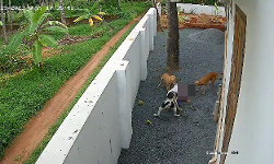 കണ്ണൂര്‍ മുഴപ്പിലങ്ങാട്ട് വീണ്ടും തെരുവുനായ ആക്രമണം; മൂന്നാം ക്ലാസ് വിദ്യാര്‍ഥിനി ആശുപത്രിയില്‍