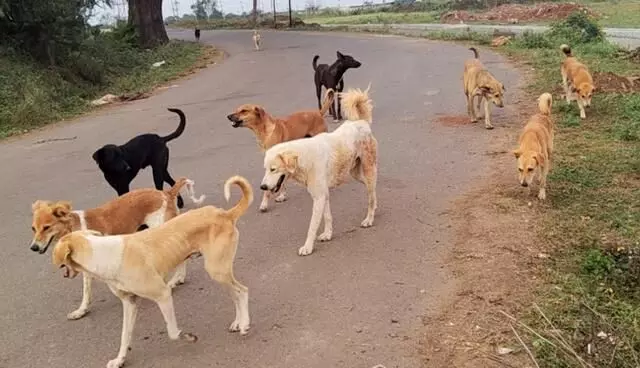 തെരുവ് നായ അക്രമത്തില്‍ ഗുരുതരമായി പരിക്കേറ്റ മൂന്നാം ക്ലാസ്സുകാരി അപകട നില തരണം ചെയ്തു