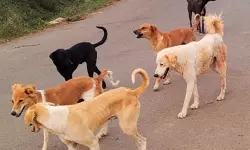 കുഞ്ഞുങ്ങളുള്‍പ്പെടെ നാലുപേരെ കടിച്ച തെരുവു നായ ചത്തു; ബാലരാമപുരം ഭീതിയില്‍