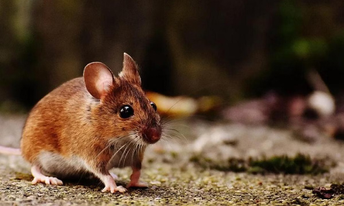 യുപിയില്‍ എലിയെ ബൈക്ക് കയറ്റിക്കൊന്ന യുവാവ് അറസ്റ്റില്‍; സഹോദരനെ വീട്ടില്‍ക്കയറി മര്‍ദ്ദിച്ചു