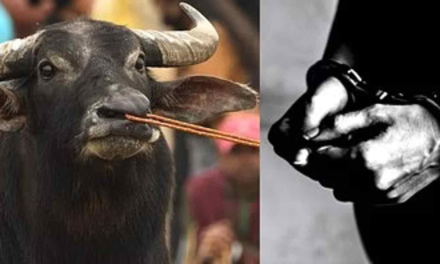 58 വര്ഷം മുമ്പ് പോത്തുകളെ മോഷ്ടിച്ചെന്ന കേസ്: പ്രതി അറസ്റ്റില് 58 വര്ഷം മുമ്പ് പോത്തുകളെ മോഷ്ടിച്ചെന്ന കേസ്: പ്രതി അറസ്റ്റില്
