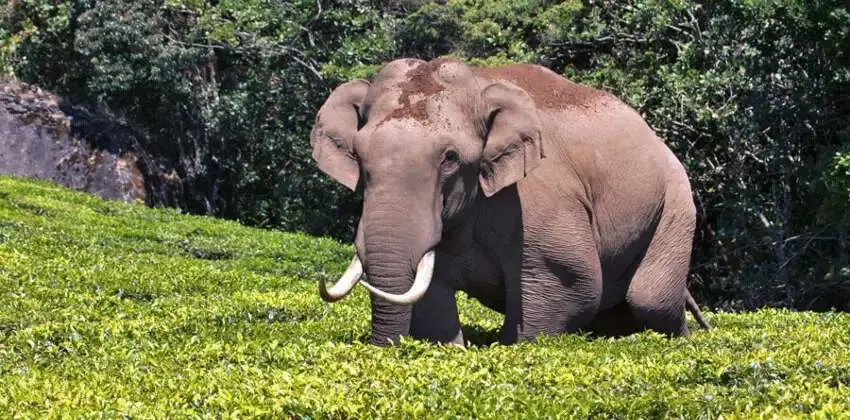 മൂന്നാര്‍ ജനവാസ മേഖലയില്‍ വീണ്ടും പടയപ്പ ഇറങ്ങി; റേഷന്‍ കട ആക്രമിച്ച് അരിച്ചാക്കുകള്‍ വലിച്ചുപുറത്തിട്ടു