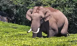 മൂന്നാര്‍ ജനവാസ മേഖലയില്‍ വീണ്ടും പടയപ്പ ഇറങ്ങി; റേഷന്‍ കട ആക്രമിച്ച് അരിച്ചാക്കുകള്‍ വലിച്ചുപുറത്തിട്ടു