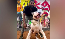 നായ പരിശീലനത്തിന്റെ മറവില്‍ കഞ്ചാവ് വില്‍പ്പന; പ്രതിയെ തമിഴ്‌നാട്ടില്‍നിന്ന് പിടികൂടി