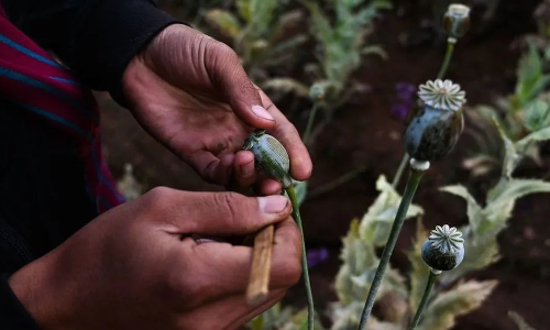 മയക്കുമരുന്ന് ഉല്പ്പാദനം: അഫ്ഗാനില് 95% ഇടിവ്; മുന്നില് മ്യാന്മര് മയക്കുമരുന്ന് ഉല്പ്പാദനം: അഫ്ഗാനില് 95% ഇടിവ്; മുന്നില് മ്യാന്മര്