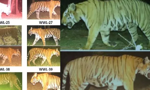 വയനാട്ടിലെ നരഭോജി കടുവയെ തിരിച്ചറിഞ്ഞു; വെടിവെച്ച് കൊല്ലാനുള്ള നടപടികളുമായി മുന്നോട്ട്: മന്ത്രി