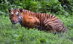 കല്ലൂര്ക്കുന്നിലും കടുവ; പശുവിനെ കൊന്നു; യുവാവിന്റെ ജീവനെടുത്ത കടുവയെന്ന് സംശയം കല്ലൂര്ക്കുന്നിലും കടുവ; പശുവിനെ കൊന്നു; യുവാവിന്റെ ജീവനെടുത്ത കടുവയെന്ന് സംശയം