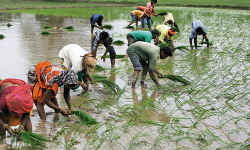 സര്‍ക്കാര്‍ രാജ്യത്തെ കര്‍ഷകരെ ദുരിതത്തിലേക്ക് തള്ളിയിടുന്നു; ഡിസംബര്‍ 10 ന് പ്രതിഷേധ ദിനം ആചരിക്കുമെന്ന് അഖിലേന്ത്യാ കിസാന്‍ സഭ
