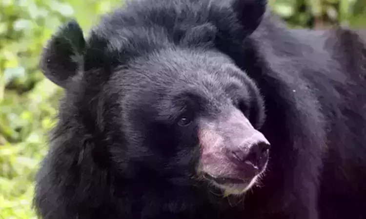 കരടിയെ പിടികൂടാനാവാതെ വനംവകുപ്പ്; 65 മണിക്കൂര്‍ കരടി ജനവാസ മേഖലയില്‍; വയനാട്ടില്‍ ജാഗ്രതാനിര്‍ദേശം