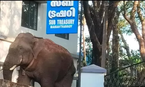 മാനന്തവാടി ടൗണിലിറങ്ങിയ കാട്ടാനയ്ക്ക് മയക്കുവെടി വയ്ക്കും; നിരോധനാജ്ഞ തുടരും