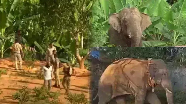 തണ്ണീര്‍ കൊമ്പന്‍ ചരിഞ്ഞു; മരണകാരണം വ്യക്തമല്ല; കേരളവും കര്‍ണാടകയും സംയുക്തമായി അന്വേഷിക്കും