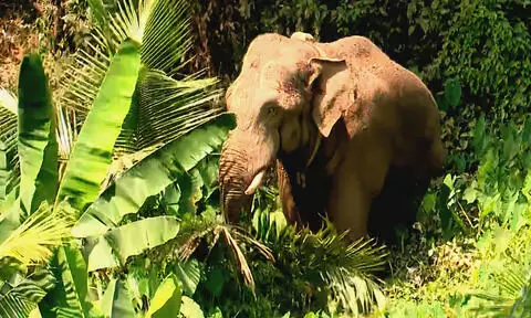 മാനന്തവാടിയിലെ ആന ചെമ്പകപ്പാറ മേഖലയില്‍; മയക്കുവെടി വെക്കാന്‍ സാധ്യത