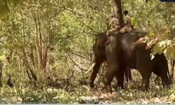 വയനാട്ടിലെ മിഷന്‍ ബേലൂര്‍ മഖ്‌ന തിങ്കളാഴ്ച വീണ്ടും തുടരും; വിദ്യാഭ്യാസ സ്ഥാപനങ്ങള്‍ക്ക് അവധി