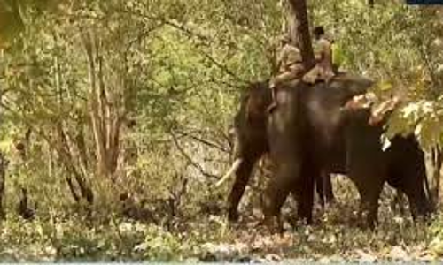 വയനാട്ടിലെ മിഷന്‍ ബേലൂര്‍ മഖ്‌ന തിങ്കളാഴ്ച വീണ്ടും തുടരും; വിദ്യാഭ്യാസ സ്ഥാപനങ്ങള്‍ക്ക് അവധി