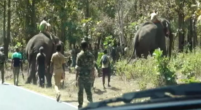 ബേലൂര്‍ മഖ്‌ന മണ്ണുണ്ടി വനമേഖലയില്‍; ആന അക്രമാസക്തനാകാന്‍ സാധ്യതയെന്ന് ഡിഎഫ്ഒ