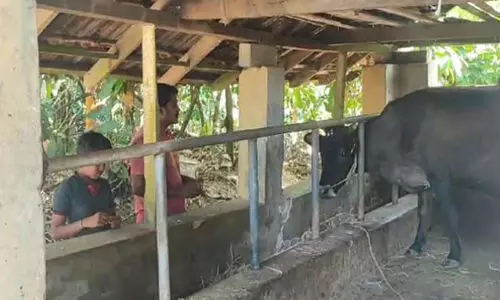 വയലില്‍ കെട്ടിയിട്ട പശുവിനെ ക്രൂരമായി കൊന്ന നിലയില്‍ കണ്ടെത്തി