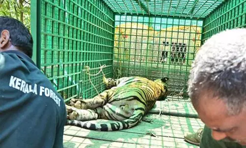 മയക്കുവെടി വച്ച കടുവ ചത്ത സംഭവം: അന്വേഷണത്തിന് ഉത്തരവിട്ട് വനംമന്ത്രി മയക്കുവെടി വച്ച കടുവ ചത്ത സംഭവം: അന്വേഷണത്തിന് ഉത്തരവിട്ട് വനംമന്ത്രി