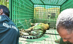 മയക്കുവെടി വച്ച കടുവ ചത്ത സംഭവം: അന്വേഷണത്തിന് ഉത്തരവിട്ട് വനംമന്ത്രി മയക്കുവെടി വച്ച കടുവ ചത്ത സംഭവം: അന്വേഷണത്തിന് ഉത്തരവിട്ട് വനംമന്ത്രി