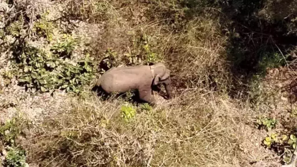 ബേലൂര്‍ മഖ്‌ന ഇരുമ്പുപാലം കോളനിക്കടുത്ത്; ജാഗ്രതാനിര്‍ദേശം