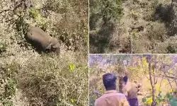 ബേലൂര്‍ മഖ്ന മിഷൻ; ആക്ഷൻ പ്ലാൻ തയ്യാറാക്കാൻ ഹൈക്കോടതി നിര്‍ദേശം