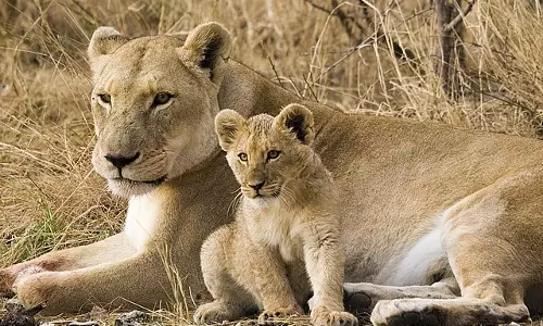 ഇനിയെന്ത് പേരിടും സീതയെന്ന സിംഹിണിക്കും അക്ബറിനും; എന്തും പറയുന്ന കോടതി, ഒരെതിര്‍വാദം