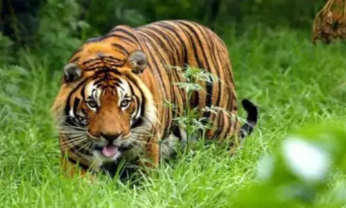 മുള്ളന്‍കൊല്ലിയില്‍ വീണ്ടും കടുവ ഇറങ്ങി; പശുക്കിടാവിനെ കടുവ പിടിച്ചു