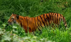 മുള്ളൻകൊല്ലിയിൽ ഭീതി പരത്തിയ കടുവ കൂട്ടിലായി മുള്ളൻകൊല്ലിയിൽ ഭീതി പരത്തിയ കടുവ കൂട്ടിലായി