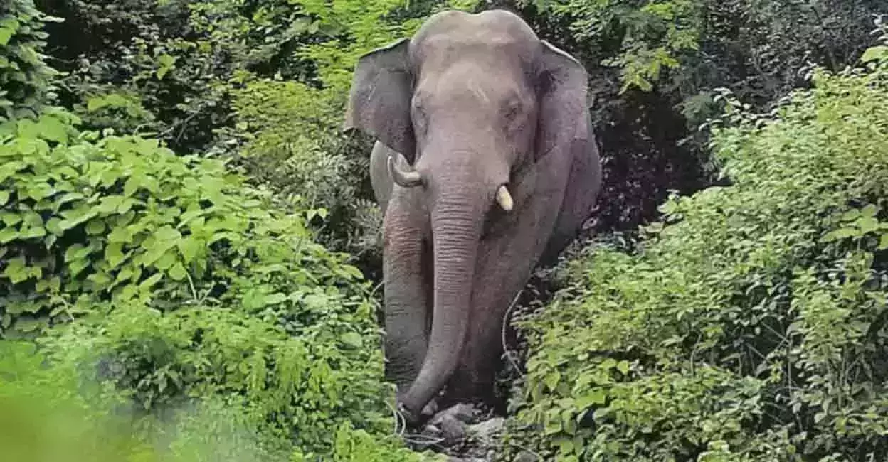 ഇടുക്കിയില്‍ കാട്ടാനയുടെ ആക്രമണത്തില്‍ വയോധിക കൊല്ലപ്പെട്ടു