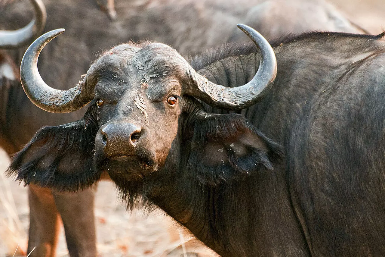 കക്കയത്ത് കാട്ടുപോത്തിന്റെ ആക്രമണത്തില്‍ വയോധികന്‍ മരിച്ചു
