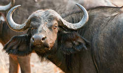 കക്കയത്ത് കാട്ടുപോത്തിന്റെ ആക്രമണത്തില്‍ വയോധികന്‍ മരിച്ചു