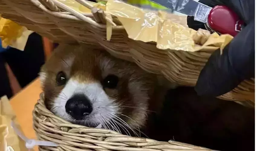 തായ്ലാന്റില് നിരവധി മൃഗങ്ങളുമായി ആറ് ഇന്ത്യക്കാര് അറസ്റ്റില്; 10 വര്ഷം വരെ ശിക്ഷ ലഭിക്കാവുന്ന കുറ്റം തായ്ലാന്റില് നിരവധി മൃഗങ്ങളുമായി ആറ് ഇന്ത്യക്കാര് അറസ്റ്റില്; 10 വര്ഷം വരെ ശിക്ഷ ലഭിക്കാവുന്ന കുറ്റം