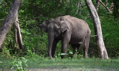 തിരുവനന്തപുരം വിതുരയിൽ കാട്ടാന ആക്രമണത്തിൽ ഒരാൾക്ക് ഗുരുതര പരിക്ക്