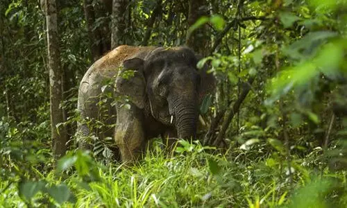 മൂന്നാറിൽ വീണ്ടും കാട്ടാന ആക്രമണം