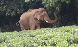 നെല്ലിയാമ്പതിയില്‍ വീണ്ടും കാട്ടാന ജനവാസമേഖലയിലിറങ്ങി