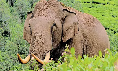 ജനവാസമേഖലയിലിറങ്ങിയ പടയപ്പയെ ഉള്‍കാട്ടിലേക്ക്  തുരത്താനുള്ള ശ്രമം ഇന്ന് മുതല്‍ തുടങ്ങും