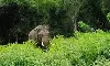 മലക്കപ്പാറയില്‍ കാട്ടാന ആക്രമണത്തില്‍ വയോധിക മരിച്ചു