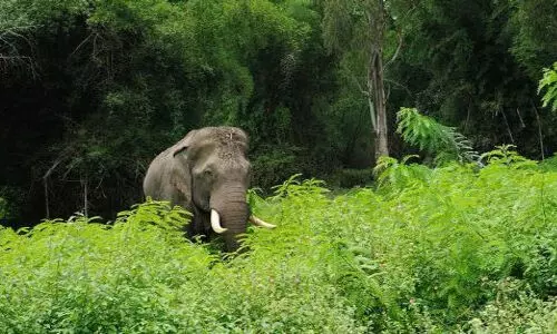 വീണ്ടും കാട്ടാന ആക്രമണം; തേനെടുക്കാന്‍ പോയ സ്ത്രീയെ ചവിട്ടിക്കൊന്നു