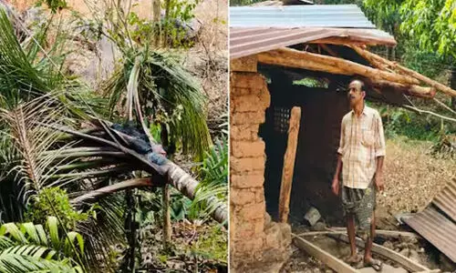 സ്ഥിരമായി കാട്ടാന ആക്രമണം; നൂറ് കണക്കിന് മരങ്ങളും കൃഷിയും നശിപ്പിച്ചു; ഭീതിയോടെ നാട്ടുകാർ സ്ഥിരമായി കാട്ടാന ആക്രമണം; നൂറ് കണക്കിന് മരങ്ങളും കൃഷിയും നശിപ്പിച്ചു; ഭീതിയോടെ നാട്ടുകാർ