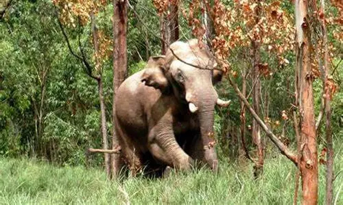 ചിന്നക്കനാലിൽ ചക്കക്കൊമ്പൻ  പശുവിനെ ആക്രമിച്ചു;  ഒപ്പമുണ്ടായിരുന്ന സ്ത്രീ ആനയുടെ ആക്രമണത്തില്‍ നിന്ന് അത്ഭുതകരമായി രക്ഷപ്പെട്ടു
