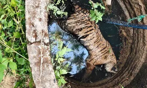 വയനാട്  കടുവ കിണറ്റില്‍ വീണ നിലയില്‍