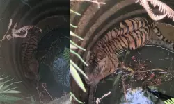 വയനാട്ടില് കിണറ്റില് വീണ കടുവയെ മയക്കുവെടി വച്ച് പുറത്തെടുത്തു വയനാട്ടില് കിണറ്റില് വീണ കടുവയെ മയക്കുവെടി വച്ച് പുറത്തെടുത്തു