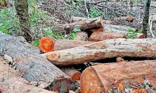 സുഗന്ധഗിരി മരംകൊള്ള: വനം വകുപ്പ് ഉദ്യോഗസ്ഥരെ അറസ്റ്റു ചെയ്യണമെന്ന് പ്രകൃതി സംരക്ഷണ സമിതി